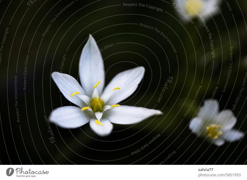 white star flowers, umbel milk star blossoms Contrast Macro (Extreme close-up) Spring Nature delicate blossoms tender flowers Delicate Blossoming blurriness