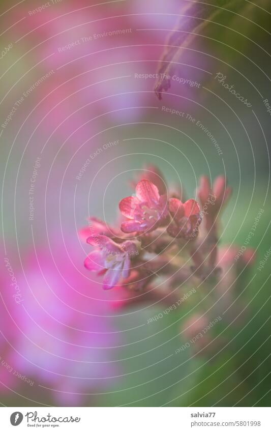 Red blossoms of the blood currant Ribes sanguineum Blossom pastel Soft blurriness Close-up Plant Flower Nature Blossoming Spring Colour photo Garden Delicate