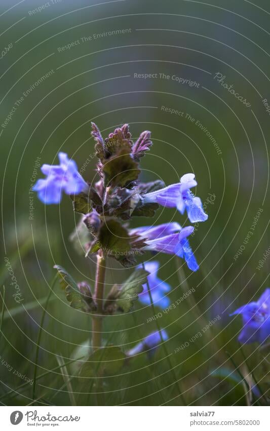 Goutweed with its blue lily flowers is an important medicinal plant Groundsel Blue Green labiates Botany Lip Flowers Plant Nature Close-up Blossoming Deserted