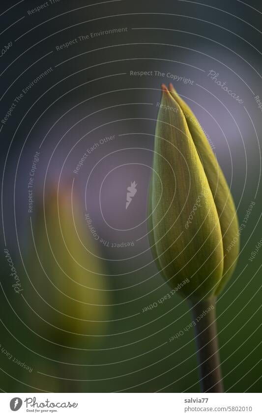 Close-up of a green tulip bud Bud Tulip blossom Flower Macro (Extreme close-up) Blossom Plant Nature Spring Colour photo Detail Deserted Shallow depth of field