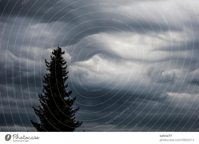 exciting | weather events Clouds Sky Weather Climate intaglio Bad weather Gray Threat Rain Storm clouds Dark Elements Nature Fir tree Tree Environment