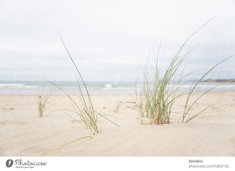 Pingao sand sedge (Ficinia spirali) at Waikouaiti Beach (South Island, New Zealand) with blurred beach and ocean in background. grass tropical summer pale light