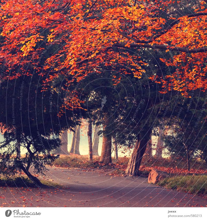 fiery Autumn Weather Fog Tree Park Lanes & trails Old Large Cold Brown Green Orange Red Romance Caution Calm Idyll Colour photo Exterior shot Deserted Day