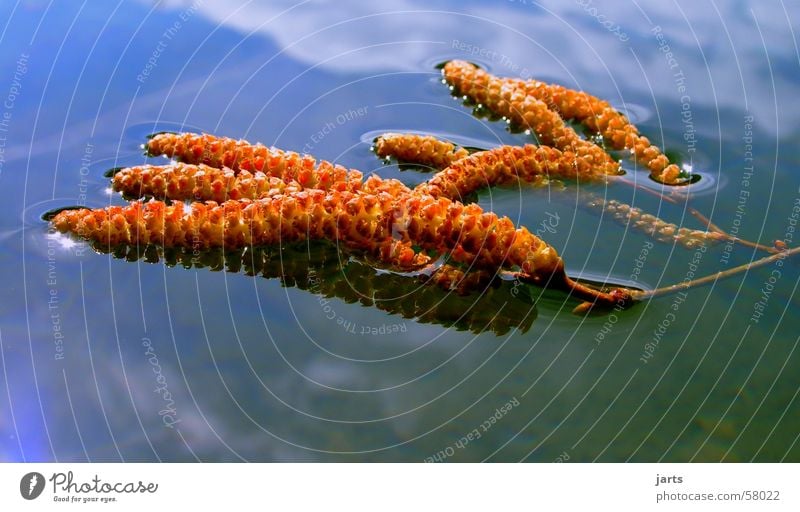 Just like that Hazelnut Lake Pond Spring Water Nature jarts Float in the water