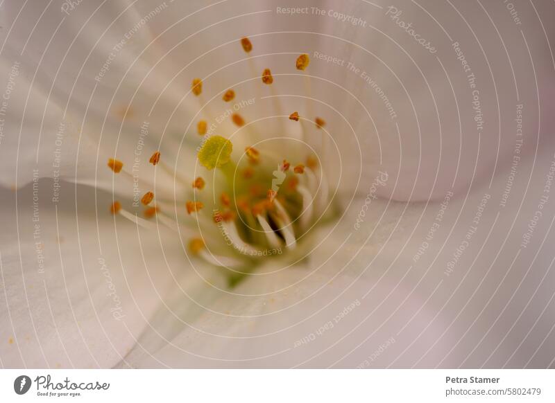 Flower base and stamp Blossom White Orange Yellow Pistil Stamp Pollen Flowering ground Close-up Plant Nature Detail Blossoming Macro (Extreme close-up) Deserted