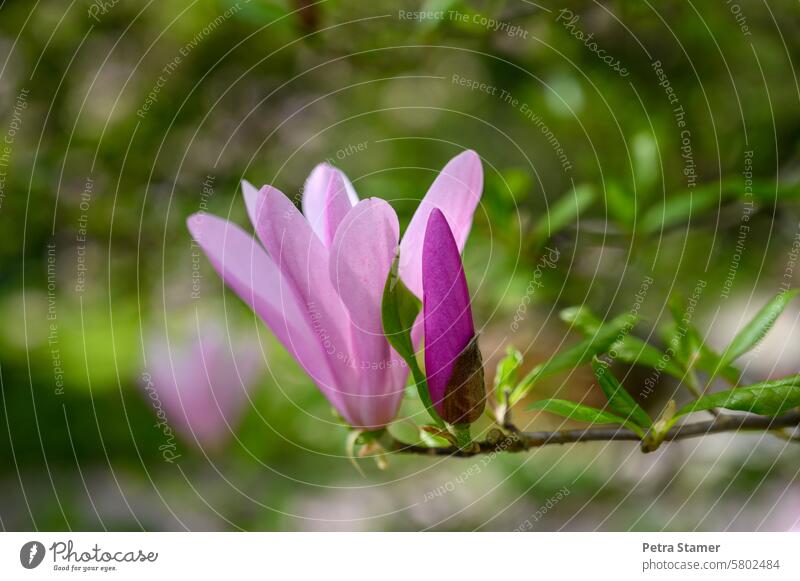 Red magnolia Magnolia blossom Blossom Spring Pink Nature naturally Plant Magnolia plants Colour photo purple flowers Twigs and branches