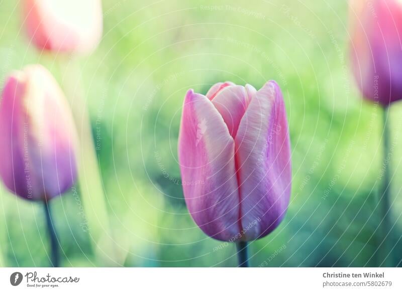 pink tulips Tulip blossom Flower Spring flower Spring fever Nature Plant bulb flower Spring colours Close-up Detail Shallow depth of field pretty Blossom