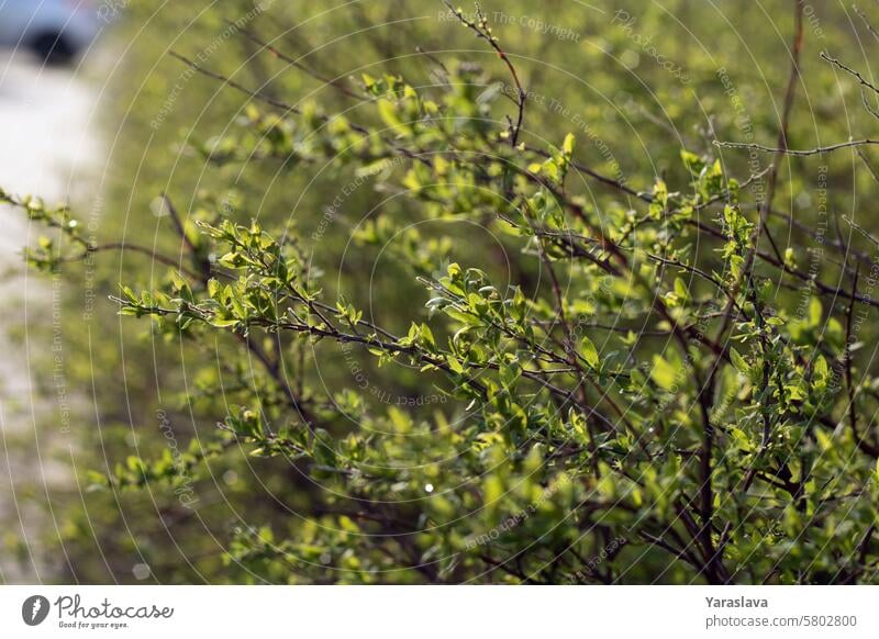 background, road, outdoor, horizontal, tree, foliage, park, nature, season, spring, springtime, green, leaf, landscape, environment, day, wood, sun, summer, plant