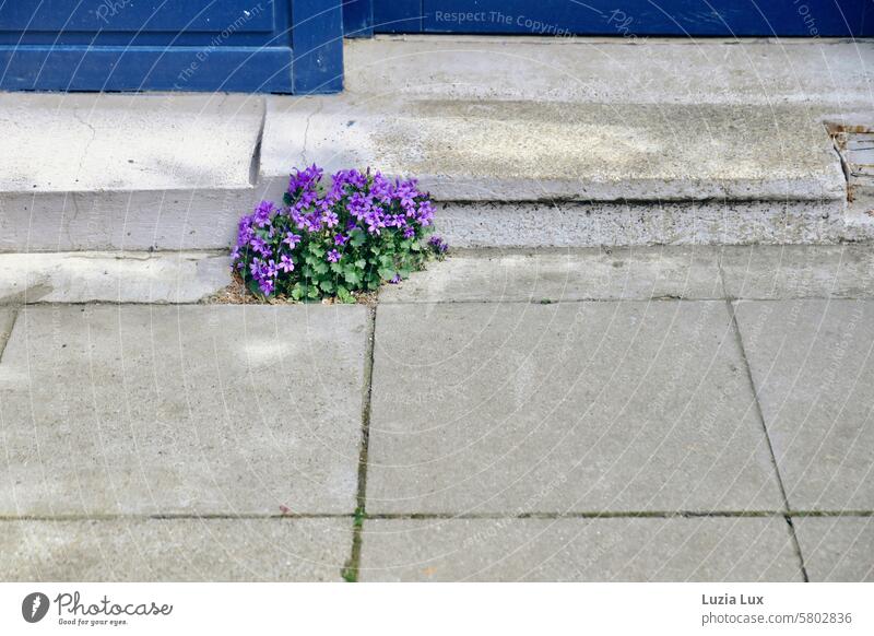 Hanging cushion bellflowers spread out in front of an old, blue front door Campanula poscharskyana Hanging Cushion Bellflower Bluebell urban Flower Hard hardy