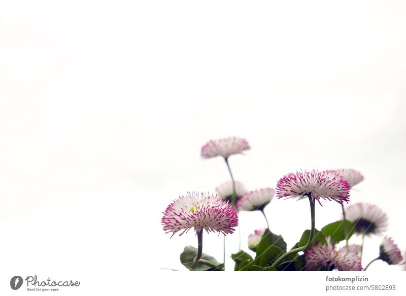 Daisies - flower heads Daisy Spring Flower Blossom White Fresh Copy Space gift card white background garden flowers flora Detail bright background white flowers