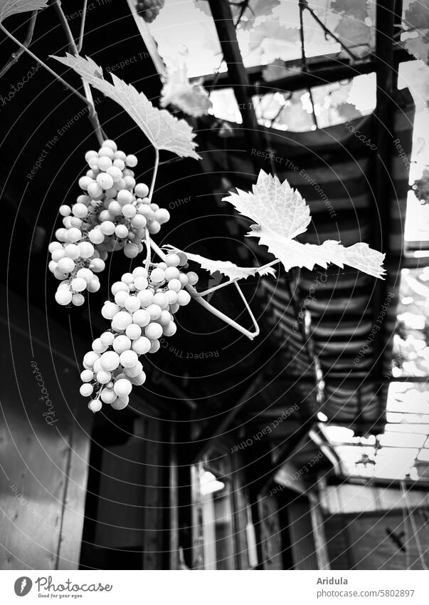 Climbing grapes hanging under an arbor roof Bunch of grapes vine vine tendril vine leaves Garden Arbour Fruit Vine Harvest Mature Leaf Plant Autumn Rural