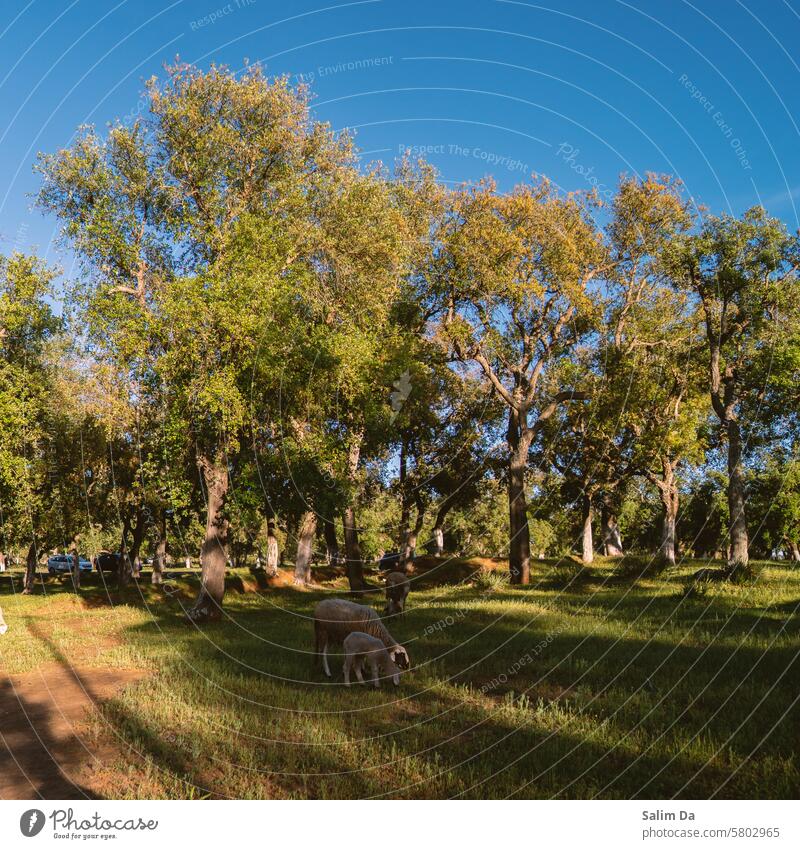 Sheep, woods and greenery Wood wooden Green woodland Forest Forestry Tree Trees green background Green space forests Forest atmosphere Landscape landscapes