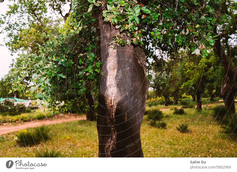 Tree branch Branch Flash photo Flashy Flashlight Trees tree blossom tree branch branches Forest Forestry forests Forest atmosphere Forester Nature Nature photo