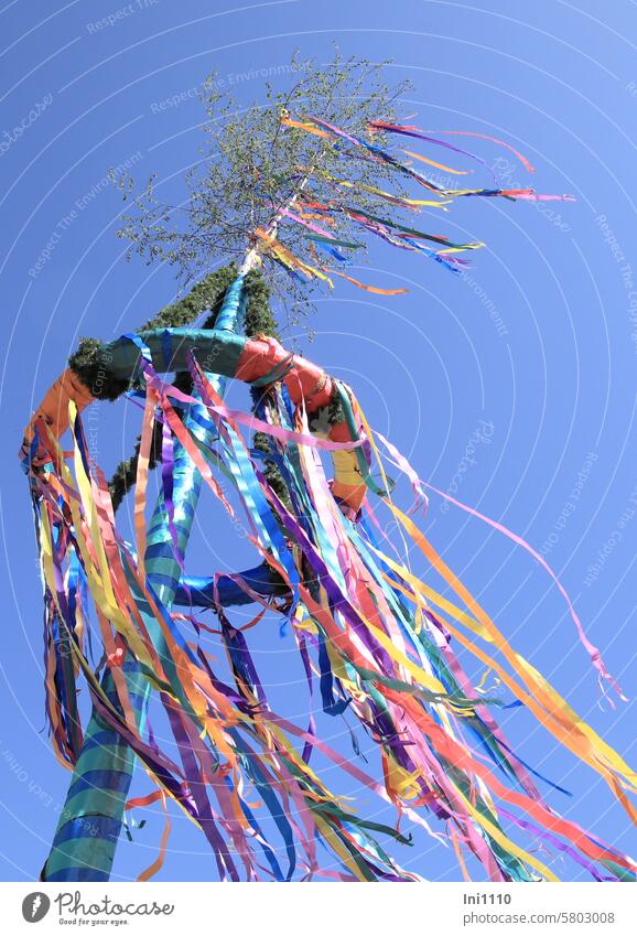 maypole Spring May May 1st Region Tradition customs symbol Start of the spring season Maypole erection Village community Birch tree token of love maitanz