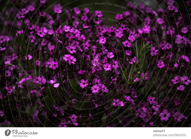 Spring flowers in bright pink red campion Silene dioica Blossom Blossoming Pink Flower Plant Nature Colour photo Rich in contrast pretty Deserted Garden