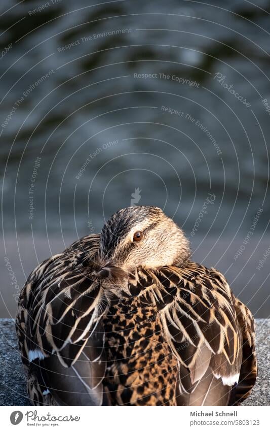 Sleepy duck on a wall sleepy Duck ducks Nature Bird Water Lake birds Beak Swimming & Bathing Feather tired tired animal Looking Looking into the camera