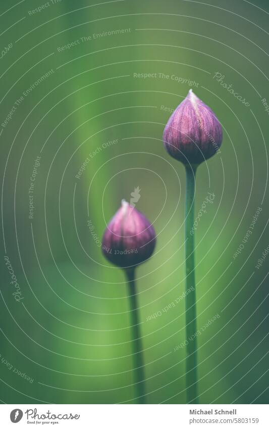 chives Garden Healthy Eating salubriously Food naturally Agricultural crop Plant Blossom Chives Herbs and spices Shallow depth of field Fresh Nutrition Close-up