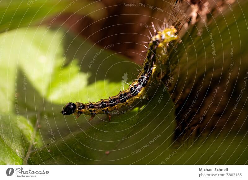 Caterpillar of the box tree moth (Cydalima perspectalis) Boxwood Borer Pests Animal Butterfly Insect Macro (Extreme close-up) Close-up Yellow Black Garden