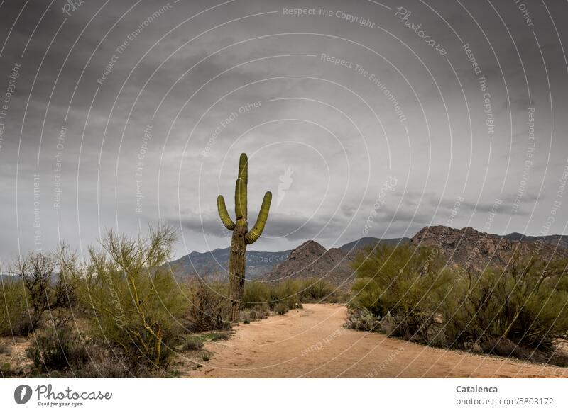 Soon it will rain Far-off places Stony Hill hiking trail Climate aridity prickles cacti bushes daylight Nature Day Environment Sky Landscape Vacation & Travel