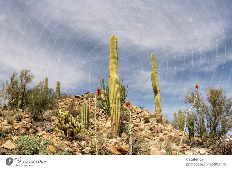 Stones and cacti Hill Climate aridity prickles daylight Nature Day Environment Sky Landscape Vacation & Travel Tourism vacation Hiking stones Stony