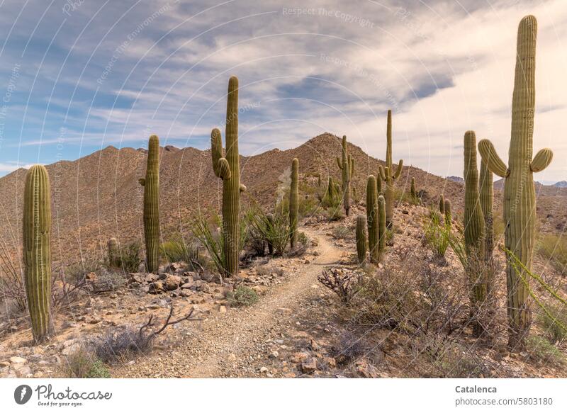 Path between saguaro cacti Saguaro Desert Clouds Cactus stones Hiking vacation Tourism Vacation & Travel Landscape Sky Environment Day Nature daylight bushes