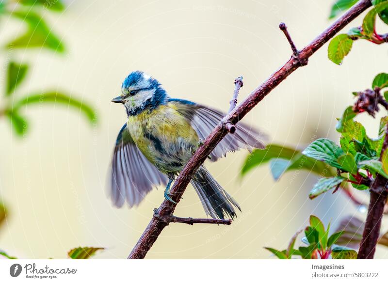 Blue tit (Cyanistes caeruleus). Passerine perched on a branch with wings spread out in bright light Tit mouse sparrow Bird Branch splayed Grand piano