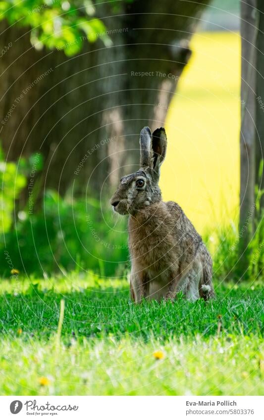 wild hare in the garden rabbit Wild animal Garden visit Field Country life Rural Animal animals eye contact Eye contact Meadow Exterior shot Colour photo Grass