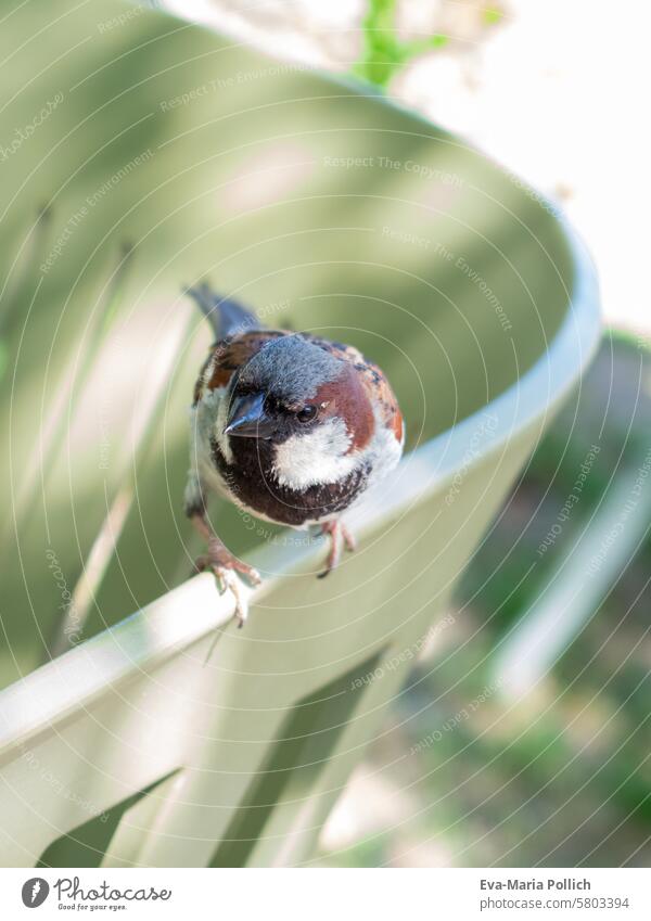 male sparrow sitting on a green garden chair Sparrow Bird Wild bird Passerine bird Passerine Bird masculine little man Feather feathered Close-up close up