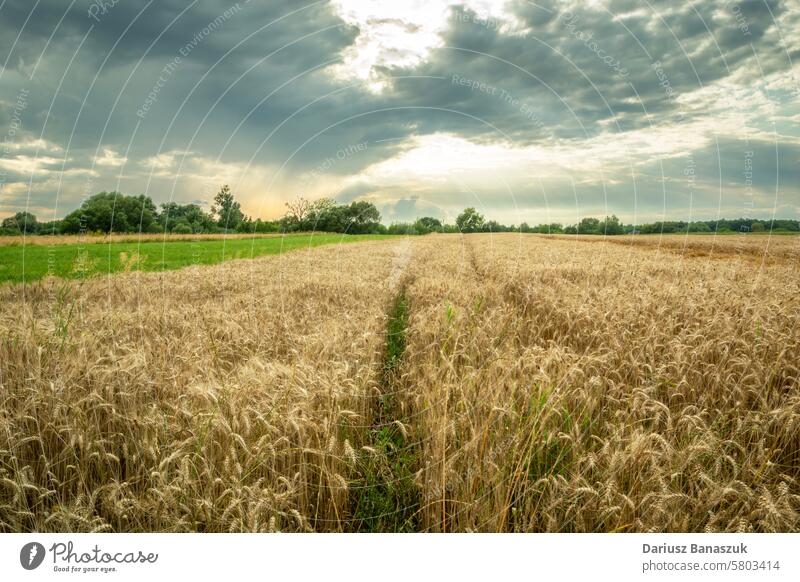 Field with growing grain and cloudy sky, view in eastern Poland field wheat cereal farm growth nature agriculture plant summer landscape crop outdoor meadow