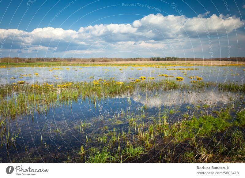 Flooded meadow with flowers, April view in Czulczyce, eastern Poland water yellow landscape spring grass green rural pasture flooded april wetland nature