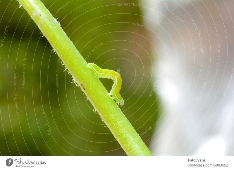 Green caterpillar on a plant stem parasite close crawling nature biology insects background animal monster macro butterfly caterpillar sunlight living Europe