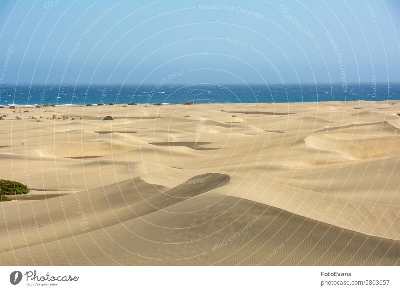 Sand dunes by the sea horizon Maspalomas dry sand endless nature water Gran Canaria background morning beach Spain golden morning light Europe dryness holidays