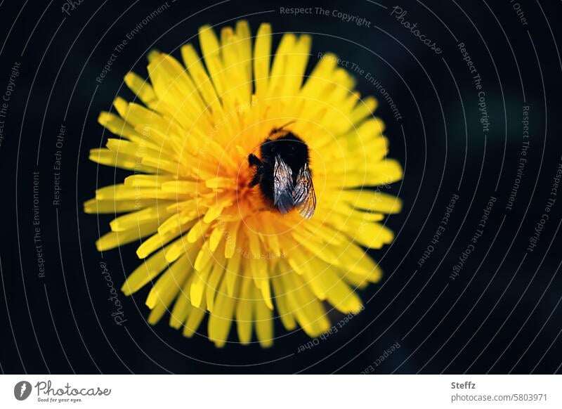 Bumblebee on dandelion Bumble bee Bumblebee on blossom Dandelion dandelion blossom Dandelion flower Yellow sunny Nectar bloom Nectar flower bee-friendly