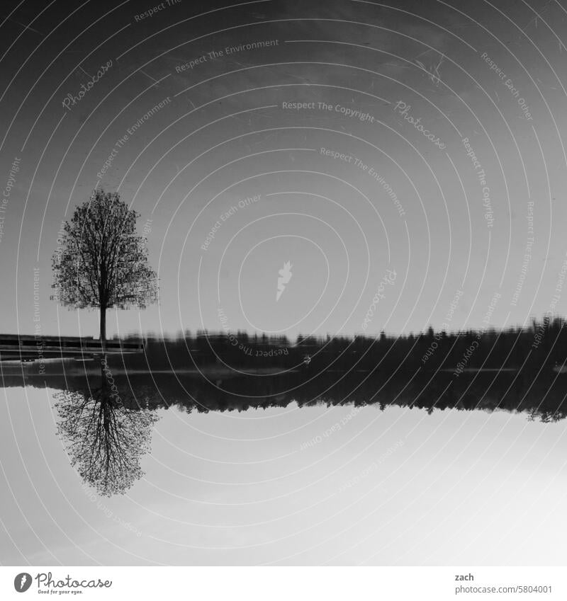 the lake is still reflection Reflection Reflection in the water Surface of water Water Water reflection Lake Tree Calm Nature Black & white photo