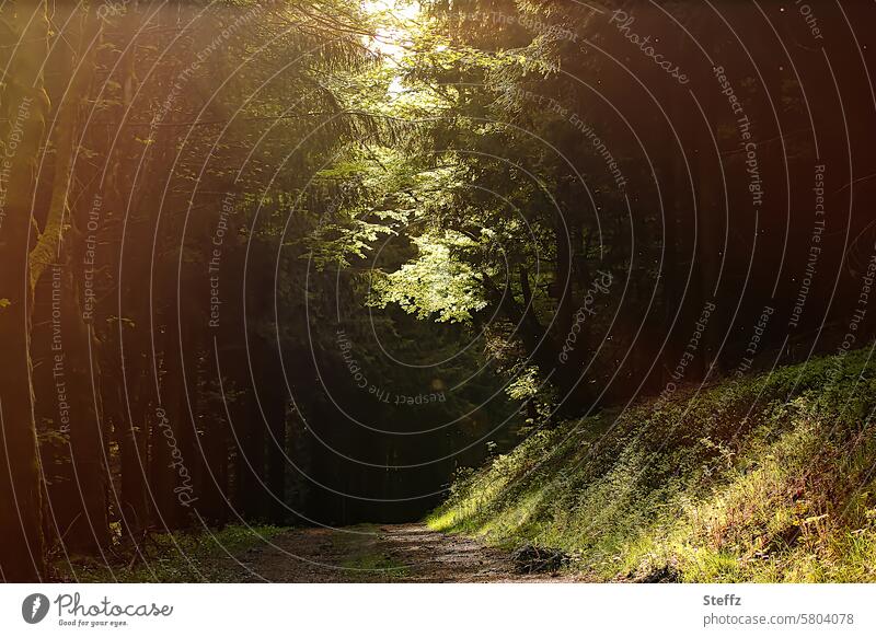 A walk in the dark forest Forest trees Shaft of light Dark coloring Light dreamily Mysterious romantic Romance Light and shadow atmospheric Green Shadow