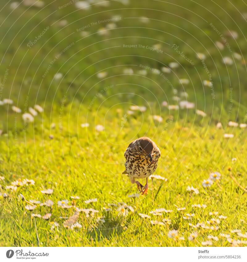 a thrush with a worm in its beak hops in the spring meadow Bird Song Thrush the early bird Throstle songbird Meadow daisy meadow Daisy spring feeling sunny