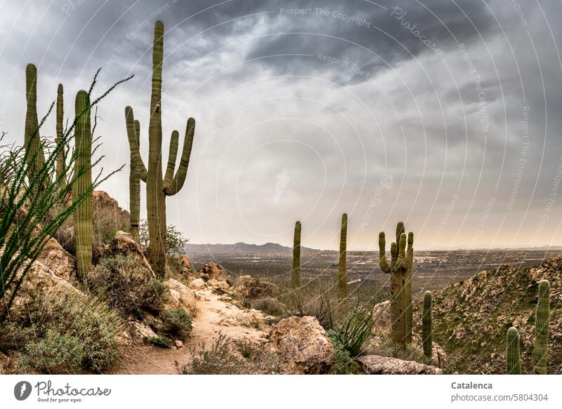 Rain clouds and hiking trail, stones, horizon and saguaros mountains Green Gray Rainy weather Saguaro Desert Clouds Cactus Hiking vacation Tourism