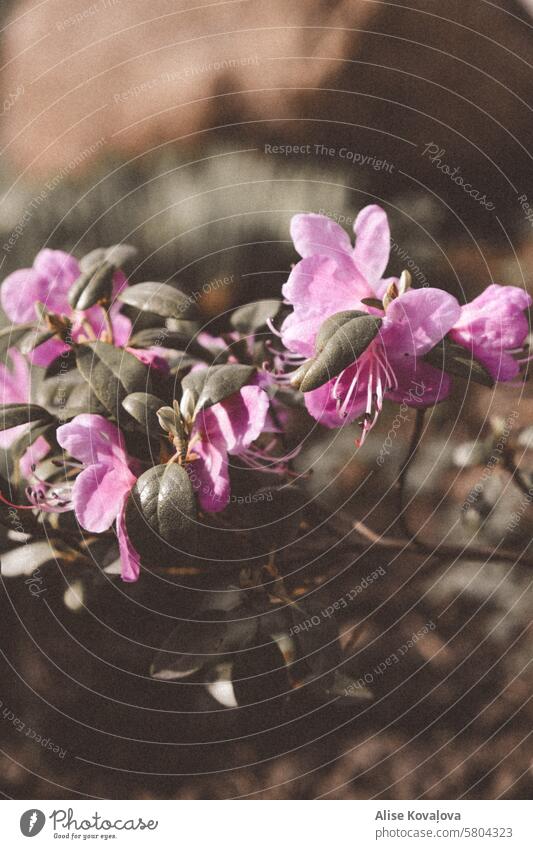 rhododendrons flower blooming pink rhododendron plants greens greenery blossom spring petals outdoor shot