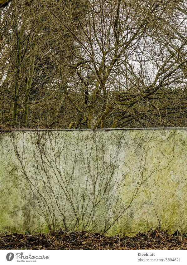 Flowing transition - old wall with dead plant parts - behind it still bare branches of trees fluid Intersection dead plants Winter dirty wall Green spigot