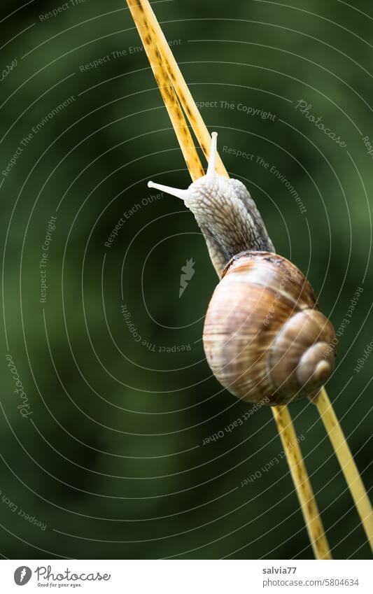 Laborious path to the top escargot Crumpet Feeler creep Slowly Snail shell Close-up Small Colour photo Exterior shot Mollusk Speed Vineyard snail Stalk ways