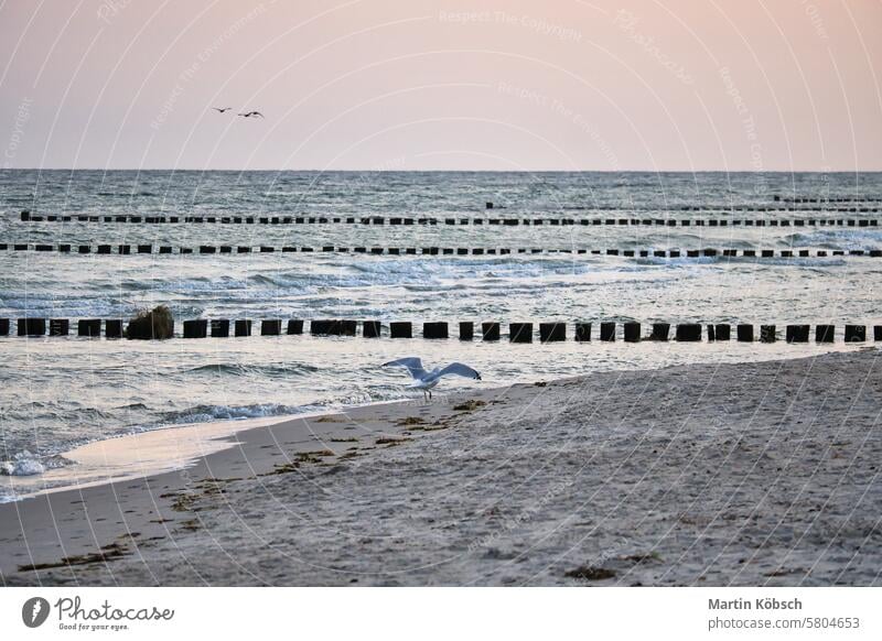 Seagull flying on the beach of the Baltic Sea. Groynes reach into the sea. Cost seagull north sea sky see baltic ocean white detail coast isolated wing plumage