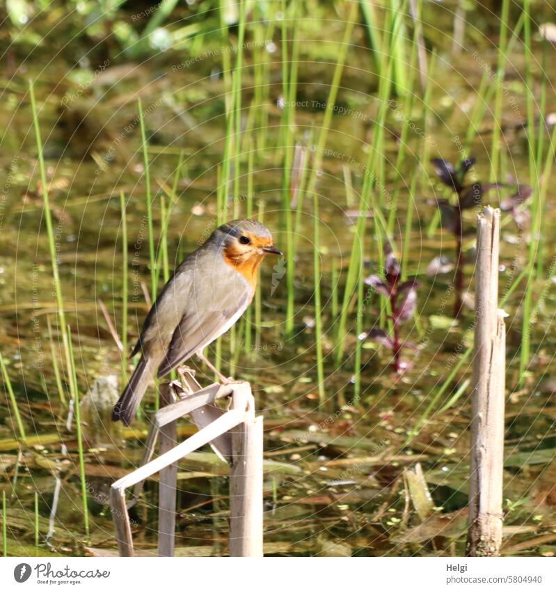 robin Robin redbreast Bird Garden pond reed Water Habitat Pond Exterior shot Animal Plant Deserted Environment Spring Nature Colour photo Animal portrait