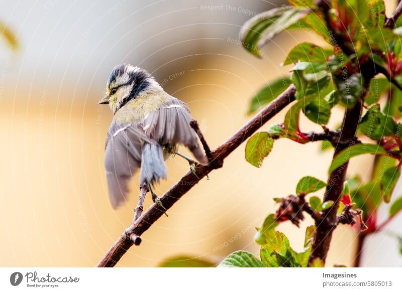 Blue tit (Cyanistes caeruleus). Passerine perched on a branch with wings spread out in bright light Tit mouse sparrow Bird Branch splayed Grand piano