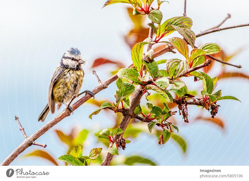 Feeding. Blue tit (Cyanistes caeruleus) with a spider in its beak Tit mouse sparrow Bird Branch Grand piano wildlife Beak birdwatching Twig bush care Close-up