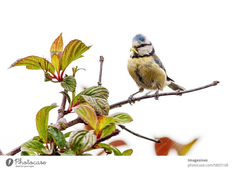 Feeding. Blue tit (Cyanistes caeruleus) with caterpillar in beak Tit mouse sparrow Bird Branch Grand piano wildlife Beak birdwatching Twig bush care Close-up