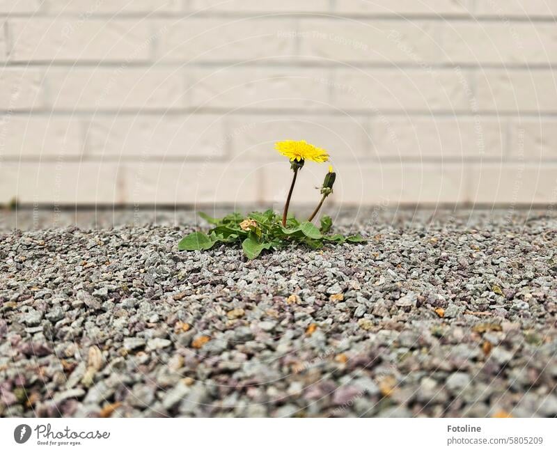 I hate these stony gardens and am always happy when a delicate green makes it through the gravel. This dandelion has managed to fight its way through.  How beautiful!