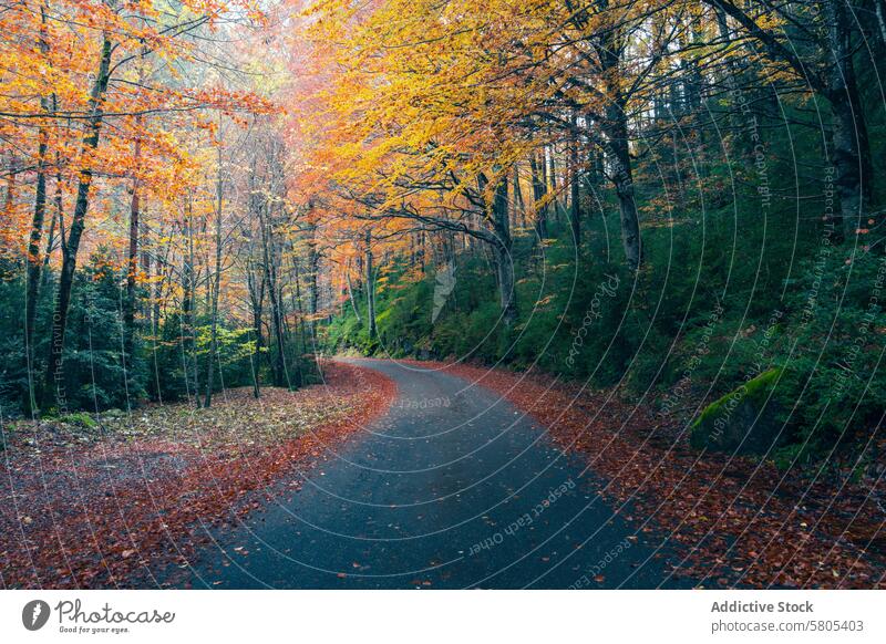 Autumn Colors in Selva de Oza, Huesca, Spain autumn selva de oza road forest trees colorful leaves fall huesca aragón pyrenees western valleys valle de hecho