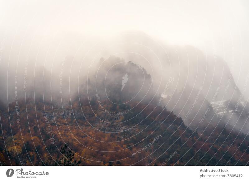 Mysterious fog over autumnal Selva de Oza forest selva de oza foliage nature aragón huesca pyrenees western valleys valle de hecho landscape mist trees fall