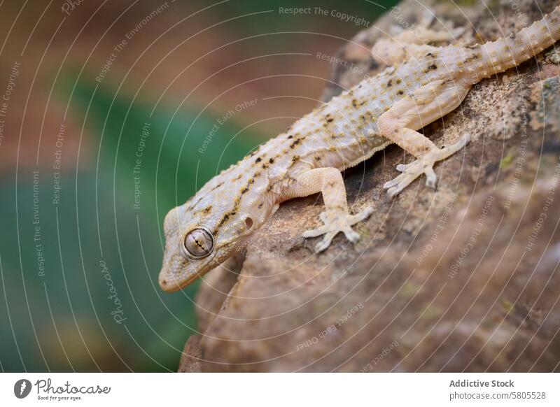 Close-up of a Tarentola mauritanica on a rock gecko tarentola mauritanica close-up texture pattern reptile animal wall gecko nature wildlife camouflage scales