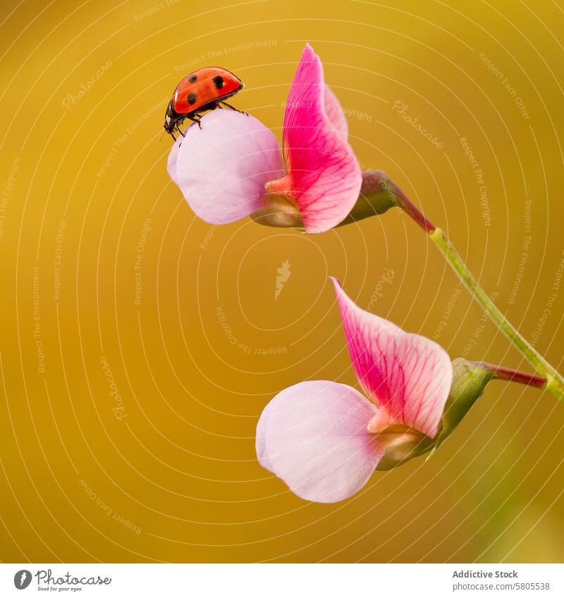 Ladybird Perched on a Blossoming Flower ladybird flower petal yellow background 7 spotted insect nature wildlife pink delicate vibrant warm coccinellidae bloom